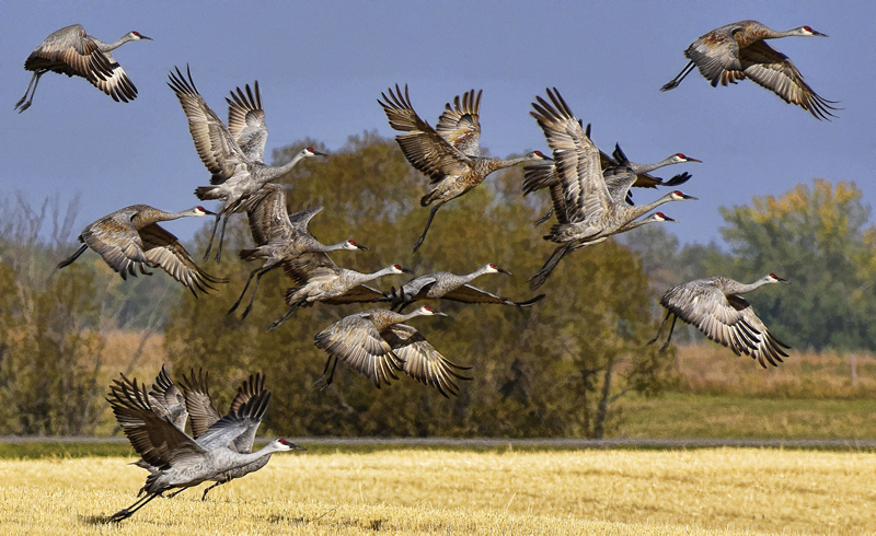 Sandhill Takeoff by Pat Stone